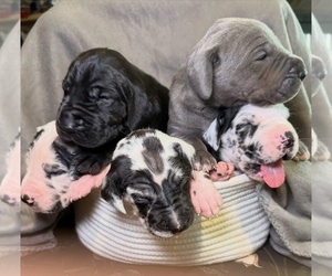 Medium Breeder Profile Photo