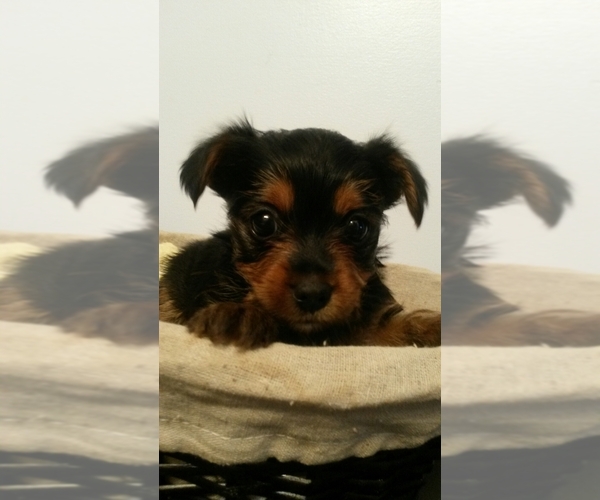 Medium Photo #21  Breeder Profile in NEENAH, WI, USA