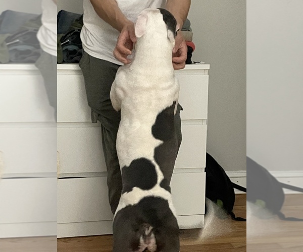 Medium Photo #15  Breeder Profile in NAUGATUCK, CT, USA