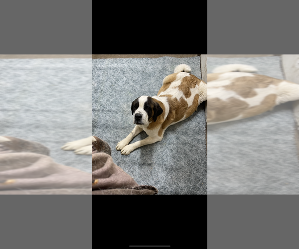 Medium Photo #2  Breeder Profile in ATKINSON, NE, USA