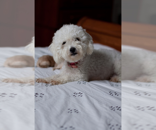 Medium Photo #18  Breeder Profile in DENVER, PA, USA