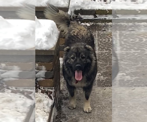 Medium Photo #15  Breeder Profile in TWINING, MI, USA