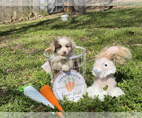 Medium Photo #1  Breeder Profile in ARCHDALE, NC, USA