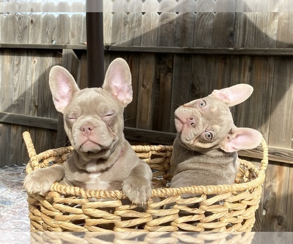 Medium Photo #1  Breeder Profile in FRESNO, CA, USA