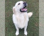 Small breeder photo