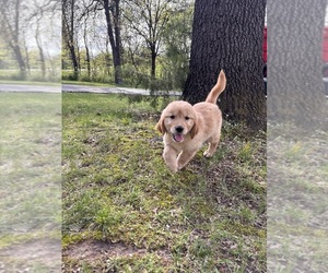 Golden Retriever Dog Breeder near SEDALIA, MO, USA
