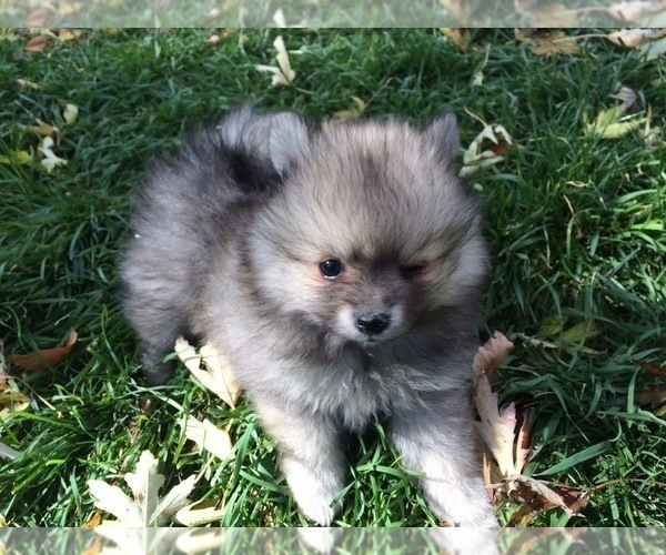 Medium Photo #1  Breeder Profile in DENVER, CO, USA