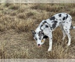 Small Photo #10  Breeder Profile in CONVERSE, TX, USA