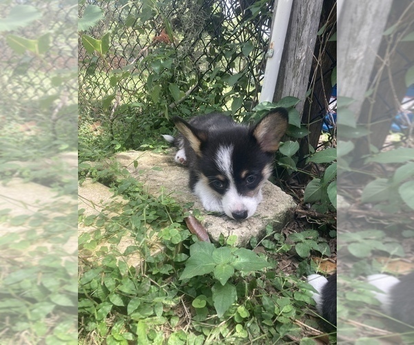 Medium Photo #31  Breeder Profile in BRANDON, FL, USA