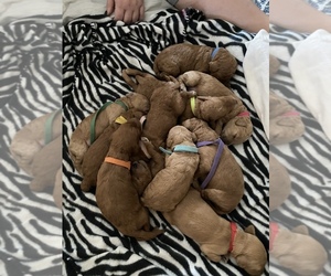Main photo of Goldendoodle Dog Breeder near SHERWOOD, AR, USA
