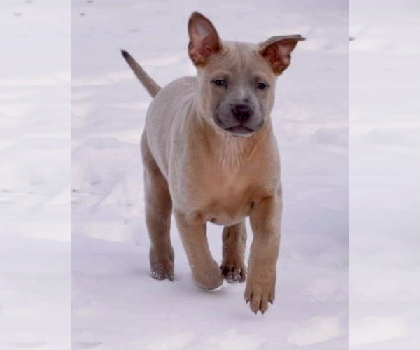 Medium Photo #12  Breeder Profile in POTSDAM, NY, USA