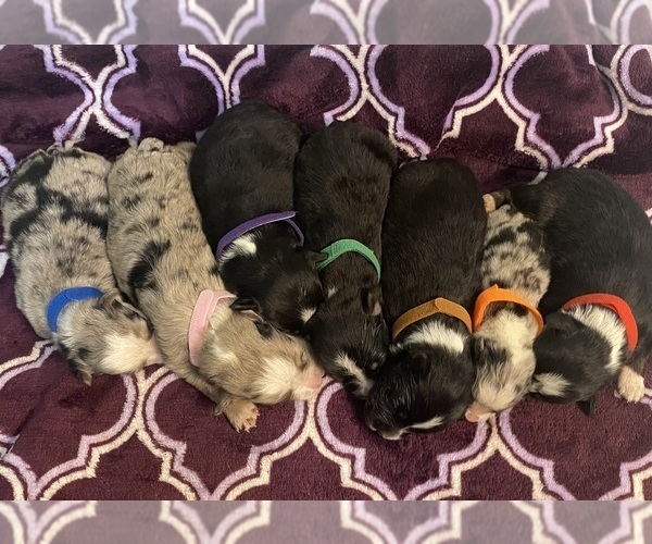 Medium Photo #1  Breeder Profile in LAGRANGE, GA, USA