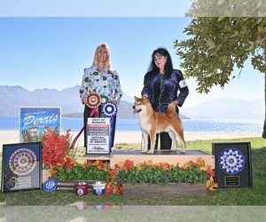 Poodle (Toy) Dog Breeder near THOMASTON, GA, USA