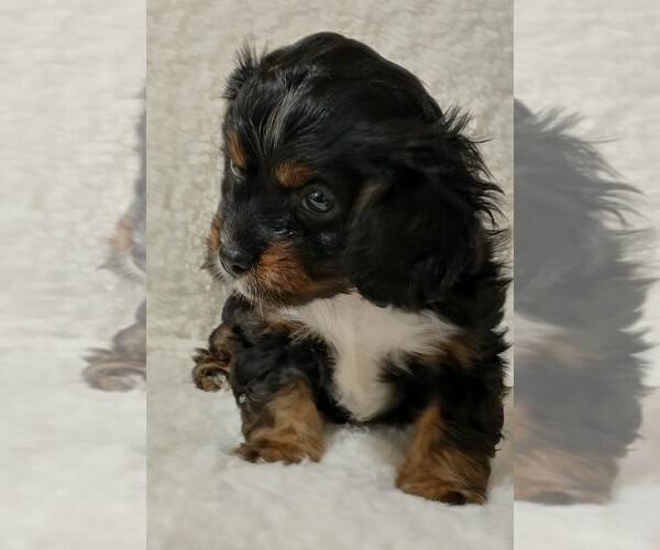Medium Photo #2  Breeder Profile in MAGNOLIA, NC, USA