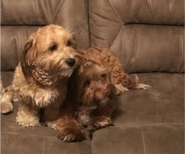 Medium Photo #2  Breeder Profile in ALBION, PA, USA