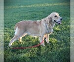 Small #8 Breeder Profile image