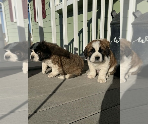Medium Photo #11  Breeder Profile in OTIS, CO, USA