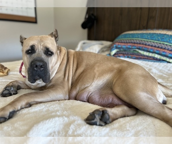 Medium Photo #10  Breeder Profile in ARLINGTON, TX, USA