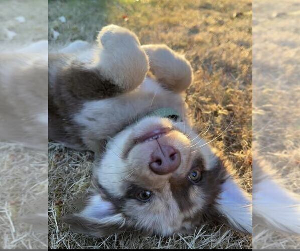 Medium Photo #1  Breeder Profile in TONASKET, WA, USA