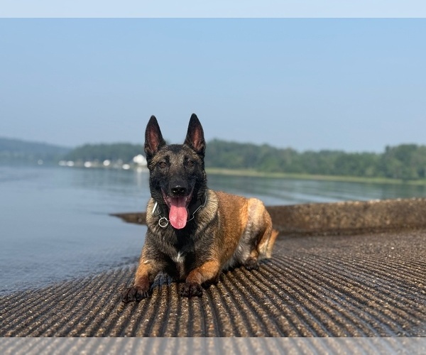 Medium Photo #11  Breeder Profile in NORTH BROOKFIELD, MA, USA