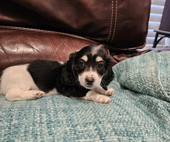 Medium Photo #3  Breeder Profile in MONTROSE, GA, USA