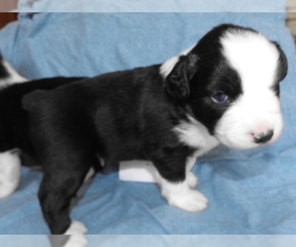 Medium Photo #1  Breeder Profile in PINE, CO, USA