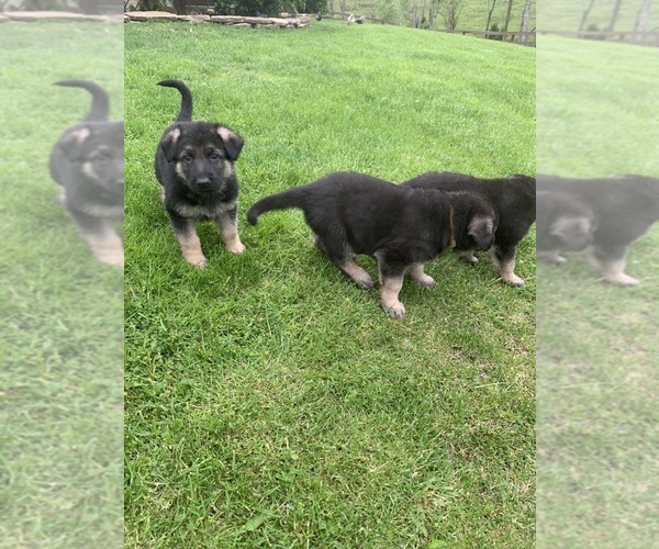 Medium Photo #1  Breeder Profile in CORINTH, KY, USA