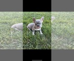 Small breeder photo