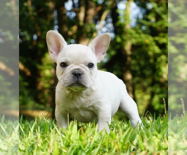 Medium Photo #1  Breeder Profile in WARSAW, IN, USA