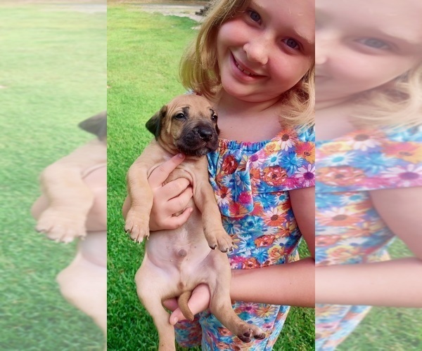 Medium Photo #8  Breeder Profile in ALBA, TX, USA