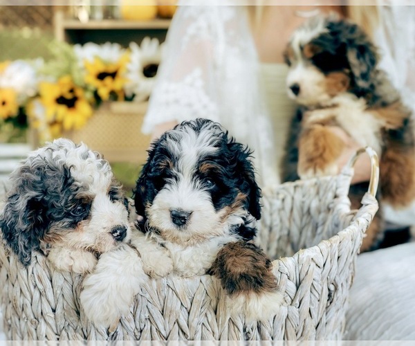 Medium Photo #77  Breeder Profile in BAKERSFIELD, CA, USA