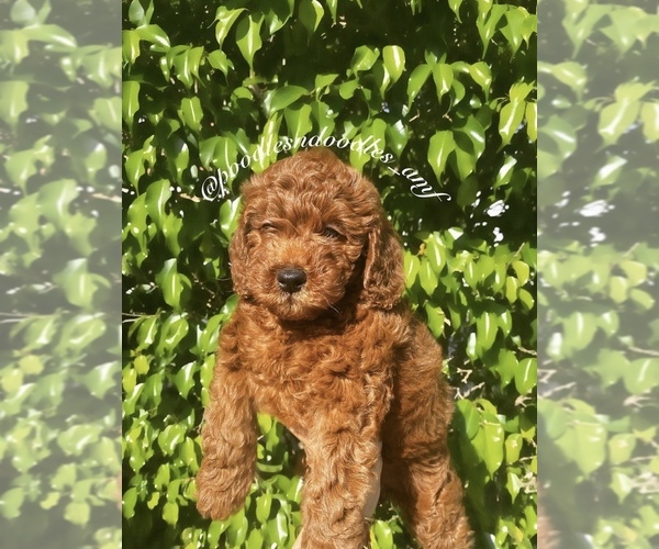 Medium Photo #1  Breeder Profile in MIAMI, FL, USA