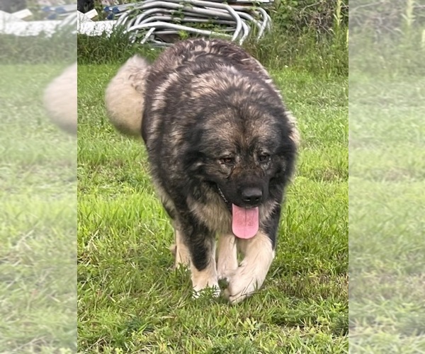 Medium Photo #111  Breeder Profile in TWINING, MI, USA