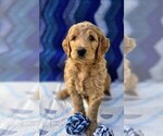 Small #7 Breeder Profile image