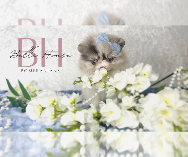 Medium Photo #31  Breeder Profile in BLANCHARD, OK, USA
