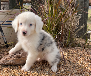 Medium Breeder Profile Photo