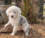 Small breeder photo