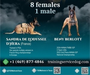 Belgian Malinois Dog Breeder in PLANO,  USA