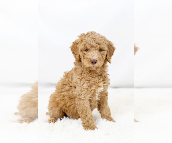 Medium Photo #18  Breeder Profile in WEST JORDAN, UT, USA