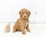 Small #17 Breeder Profile image