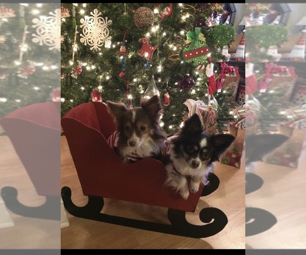 Medium Photo #9  Breeder Profile in GREENVILLE, GA, USA