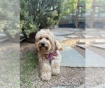 Small #34 Breeder Profile image