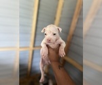 Small #6 Breeder Profile image