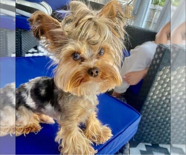 Medium Photo #15  Breeder Profile in SAN TAN VALLEY, AZ, USA