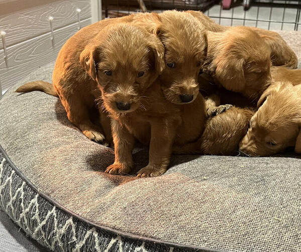 Medium Photo #1  Breeder Profile in STANWOOD, WA, USA
