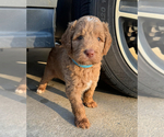 Small #9 Breeder Profile image