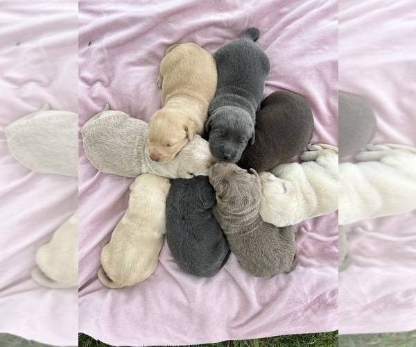 Medium Photo #4  Breeder Profile in FREDERICKSBG, OH, USA