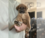 Small #1 Breeder Profile image