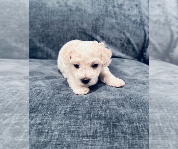 Medium Photo #5  Breeder Profile in WARE, MA, USA