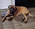 Small breeder photo